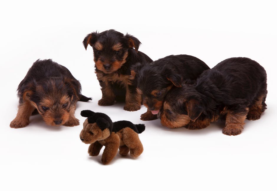 Four puppies playing together with a puppy doll