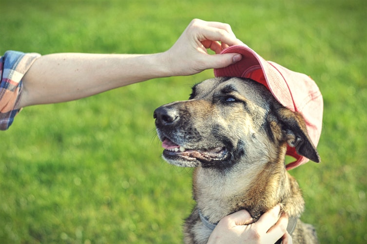 Woman taking off a dog's cap