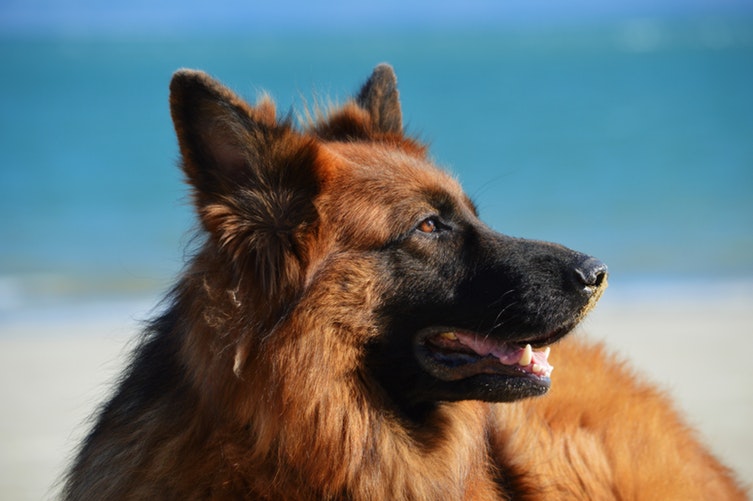 Close-up of a German Shepherd dog