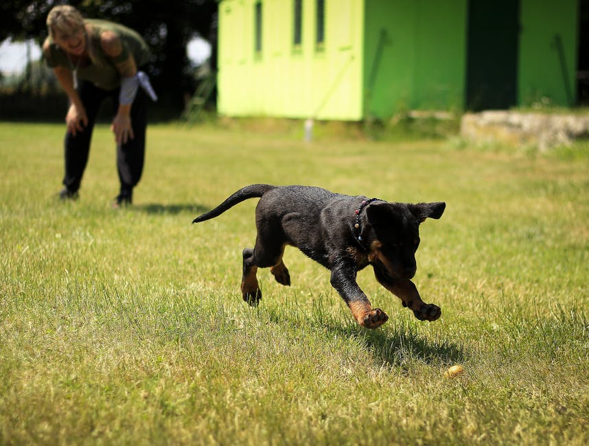 Puppy dog training with a woman