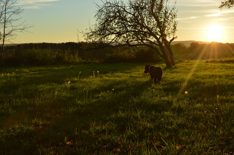 Dog walking outdoors at sunset