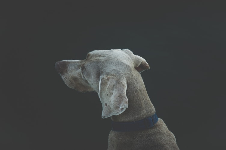 Close-up of a gray dog