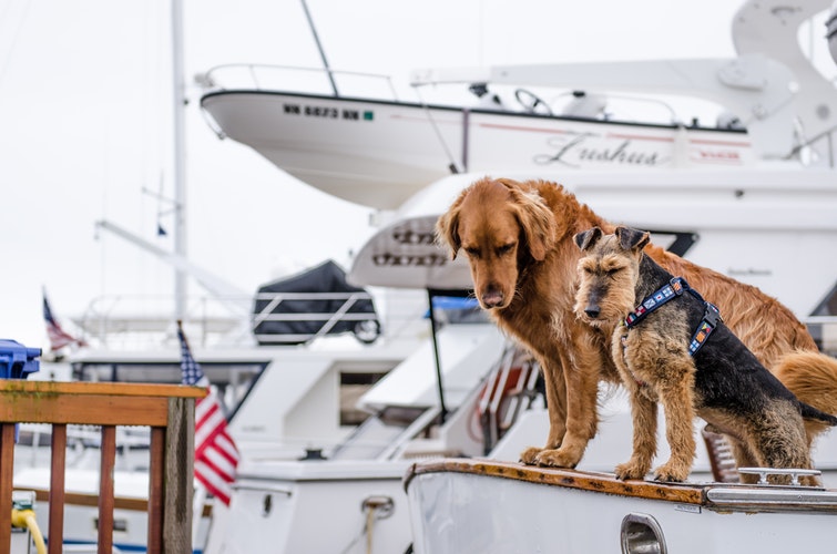 Two dogs over a boat
