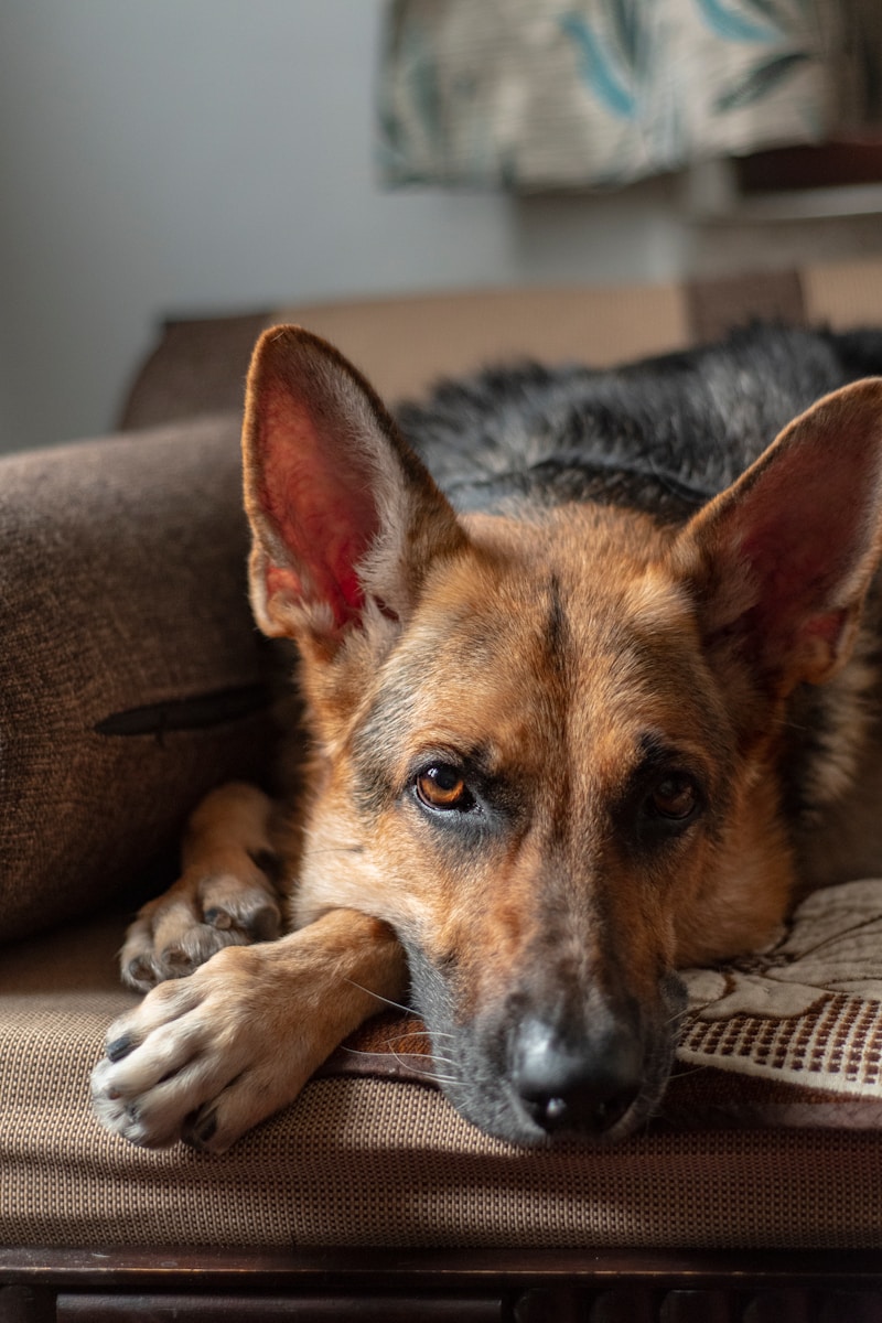 Lying short-coated black and tan dog