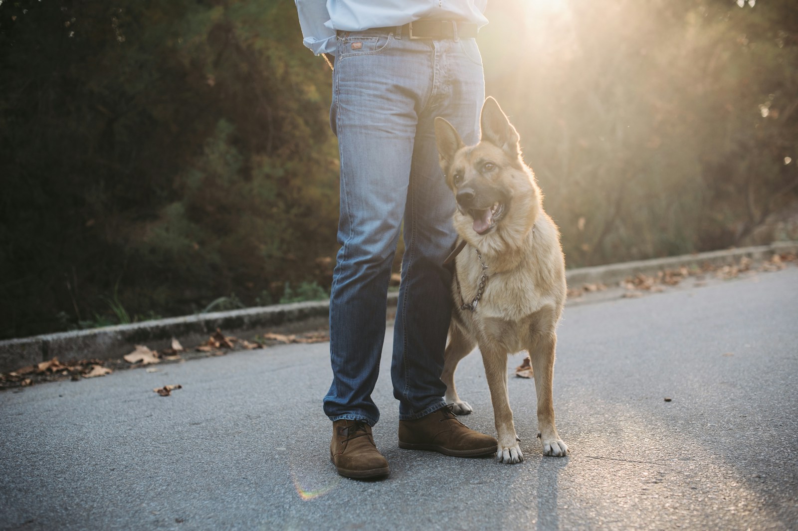 Man in blue denim jeans and white shirt with brown short coated dog on road during a training